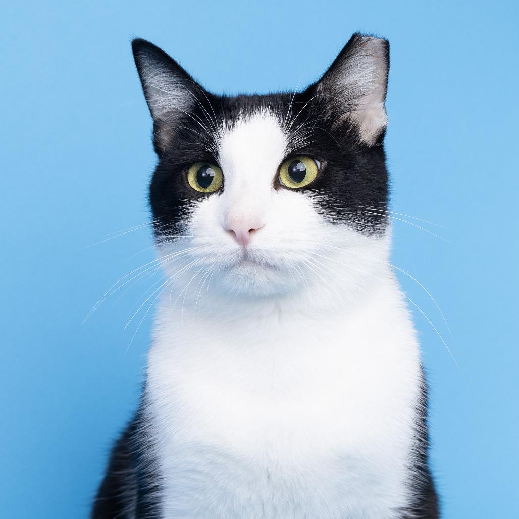 Dusty, Adoptable, Young Male Domestic Short Hair.