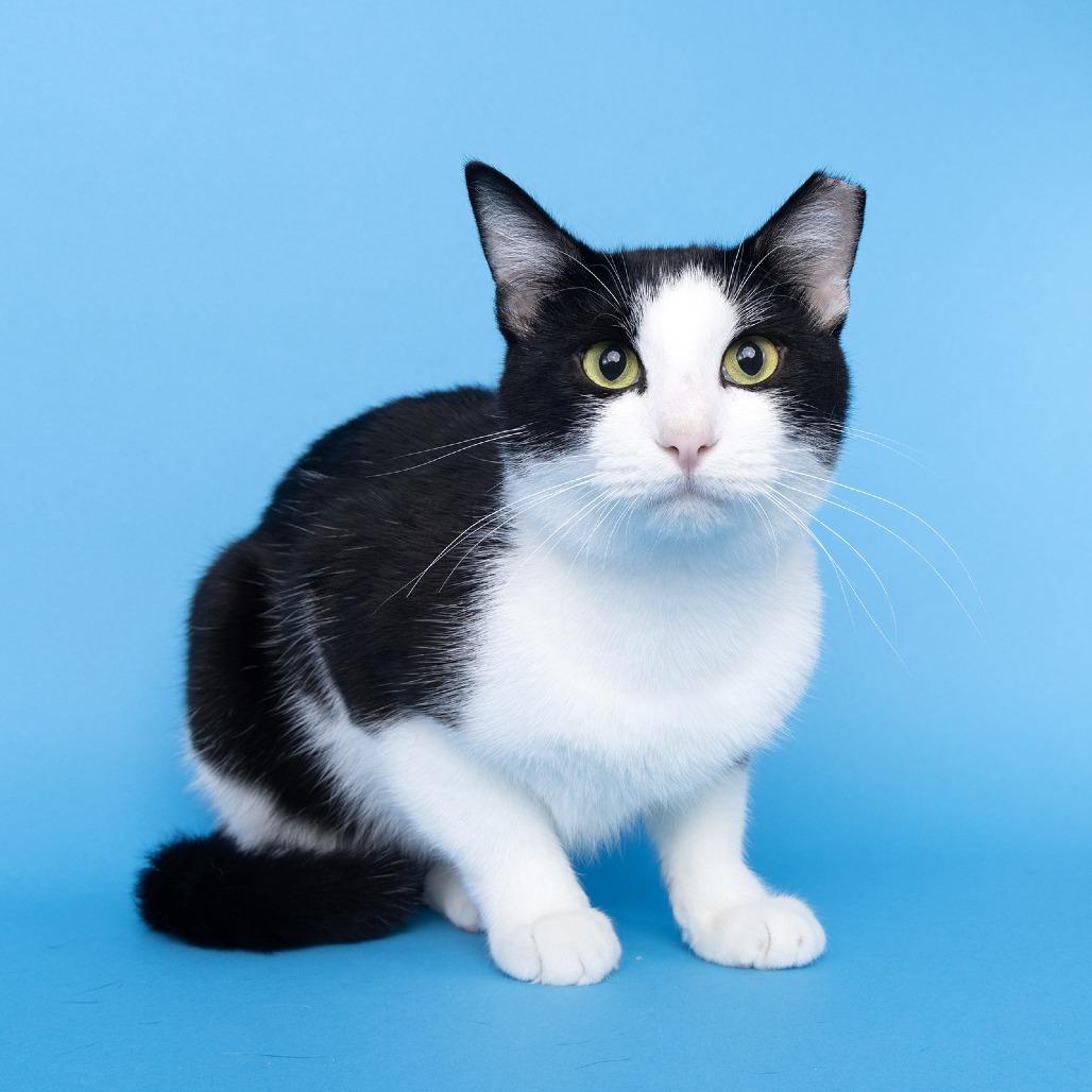 Enlarge Dusty, a Adoptable Domestic Short Hair in Franklin, TN image 2/2