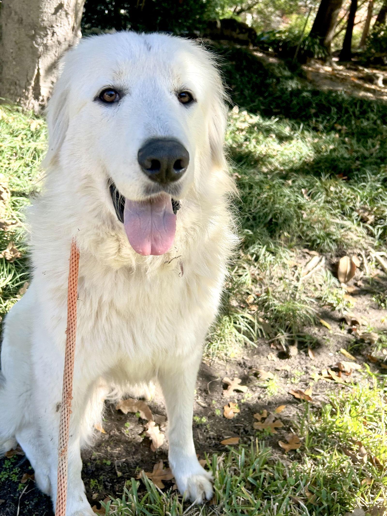 Posie — thumbnail 2