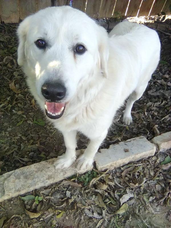 Posie — thumbnail 3