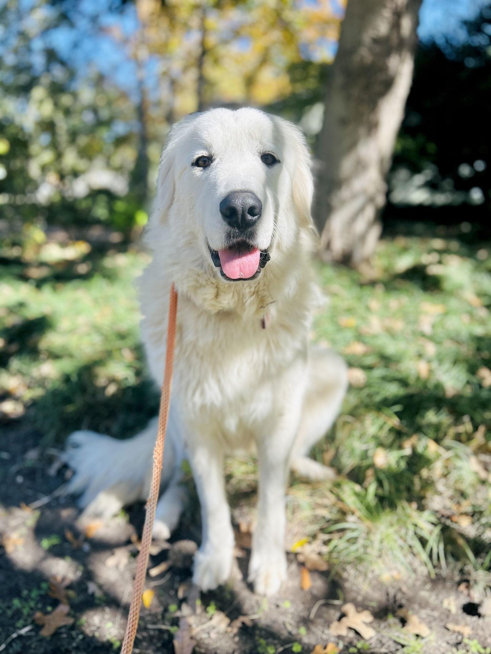 Posie — thumbnail 4