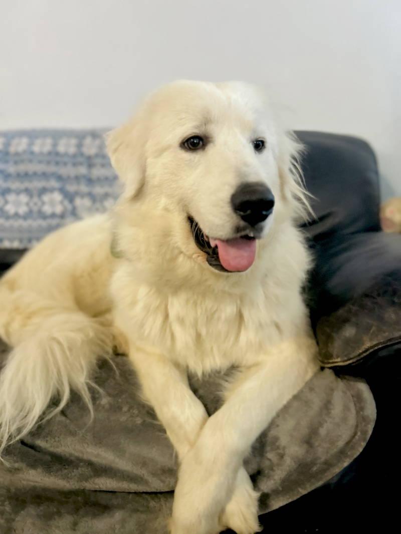 Posie — thumbnail 5