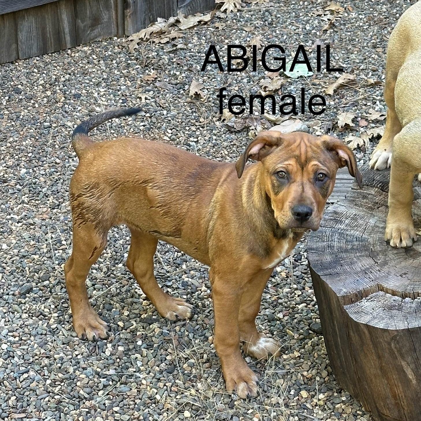 Abigail