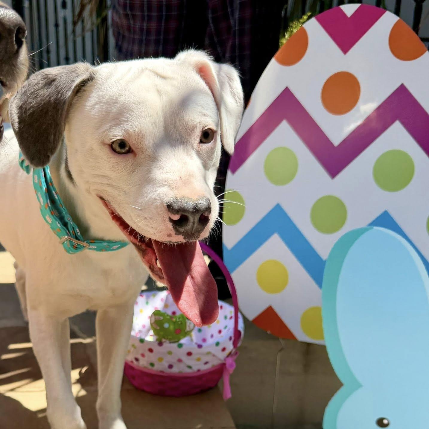Enlarge Marky, a Adoptable mixed breed in Fair Oaks Ranch, TX image 2/6