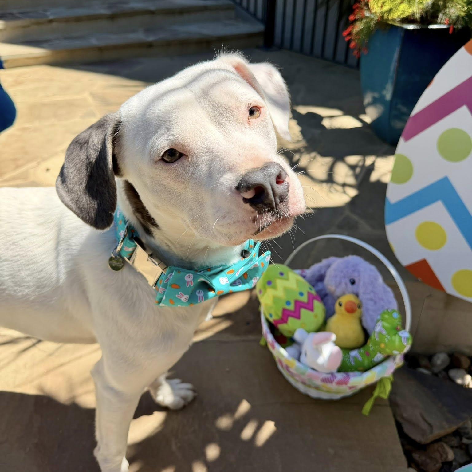 Marky, Adoptable, Young Male Mixed Breed.