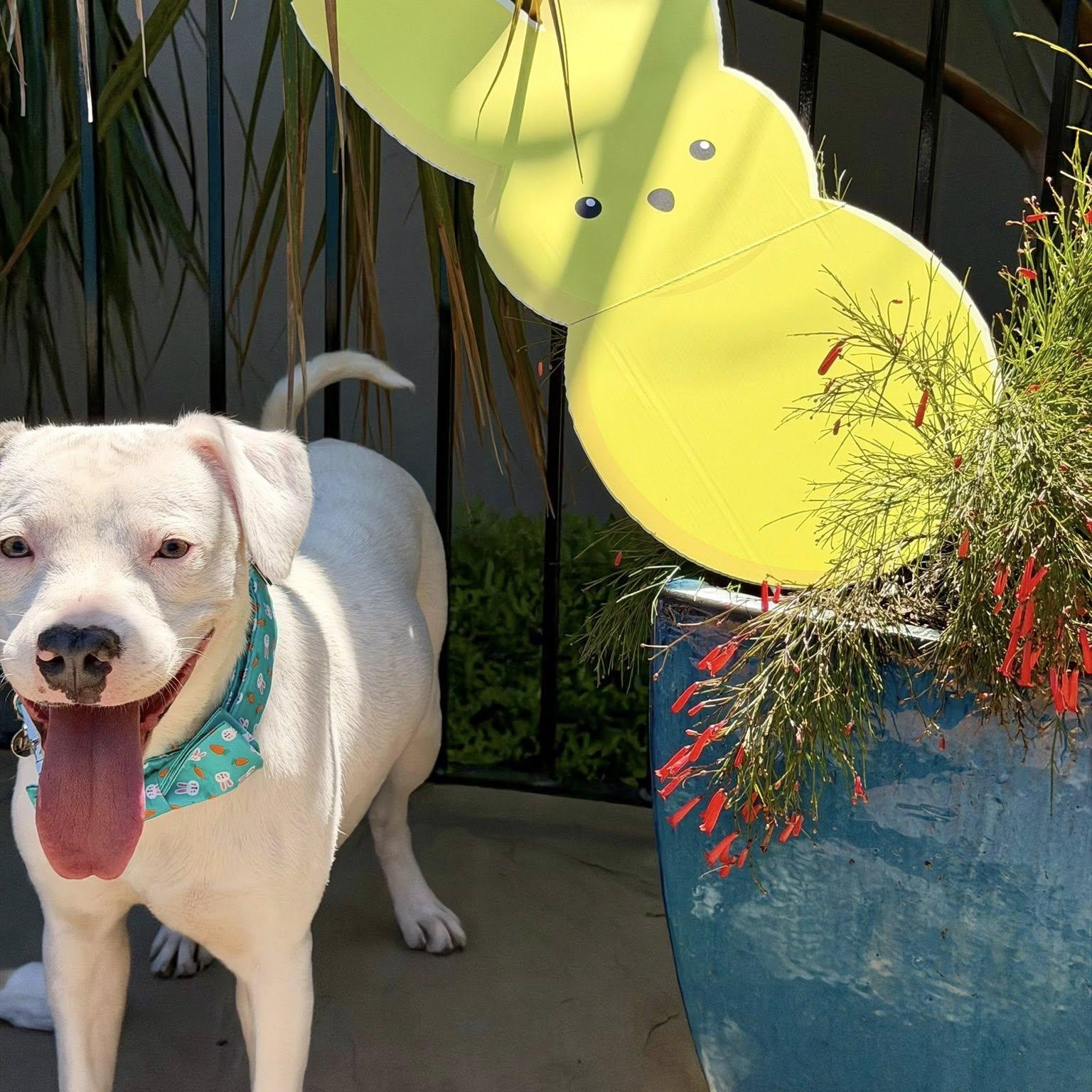 Enlarge Marky, a Adoptable mixed breed in Fair Oaks Ranch, TX image 3/6