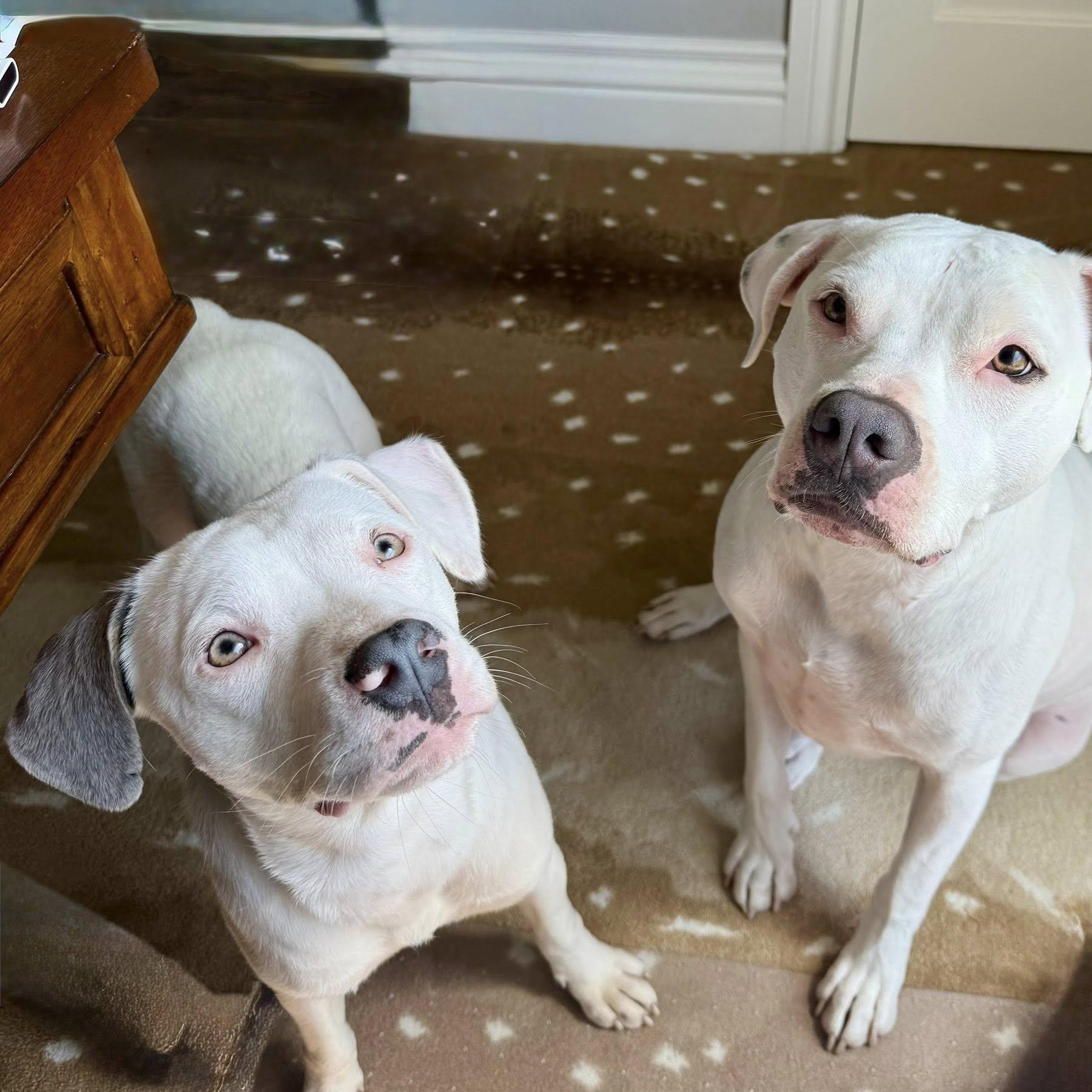 Enlarge Marky, a Adoptable mixed breed in Fair Oaks Ranch, TX image 4/6