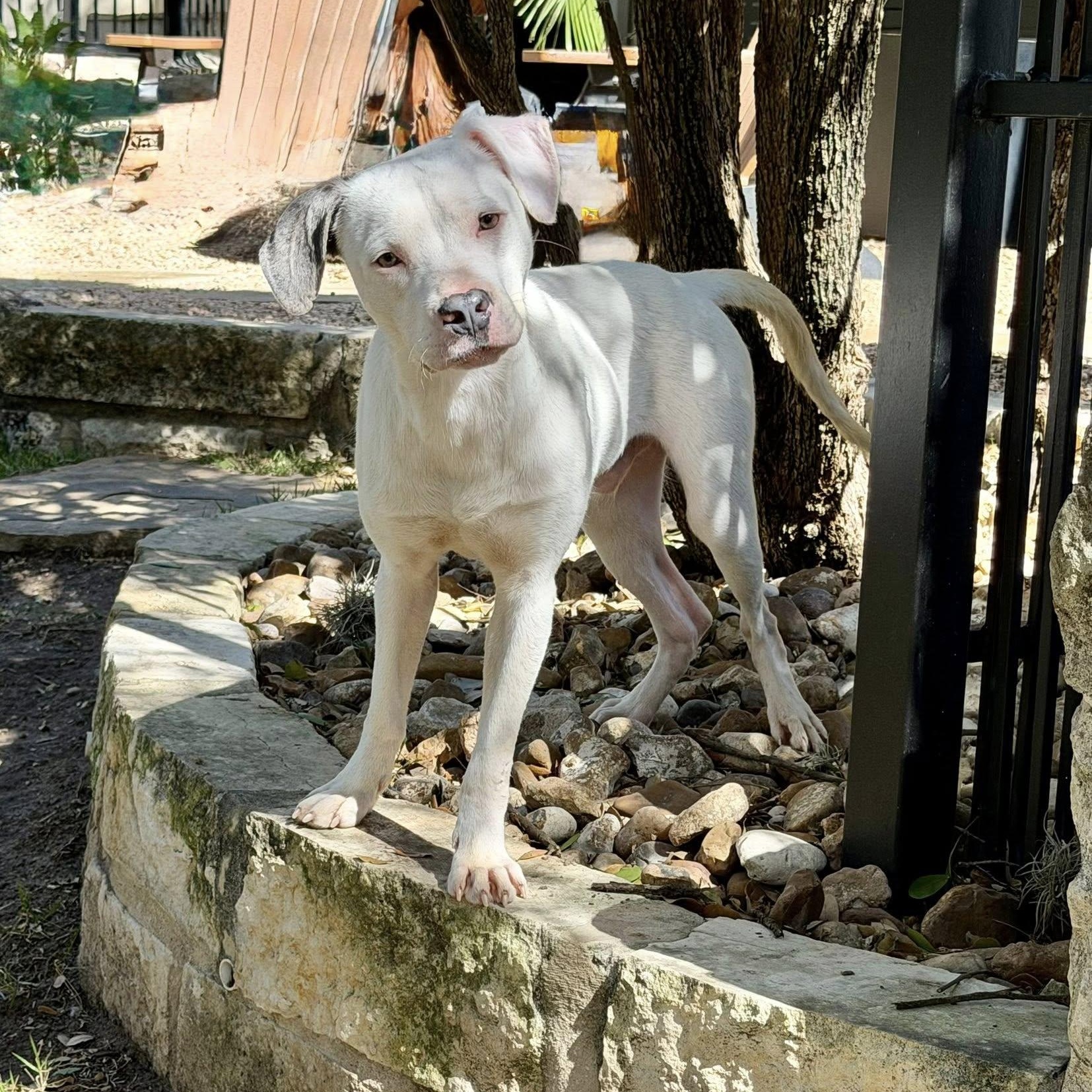 Enlarge Marky, a Adoptable mixed breed in Fair Oaks Ranch, TX image 6/6