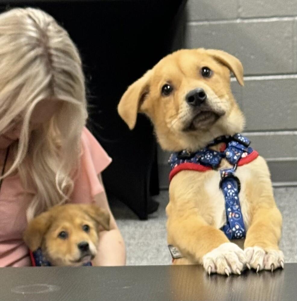 Cruz, Adoptable, Puppy Male Labrador Retriever & German Shepherd Dog.