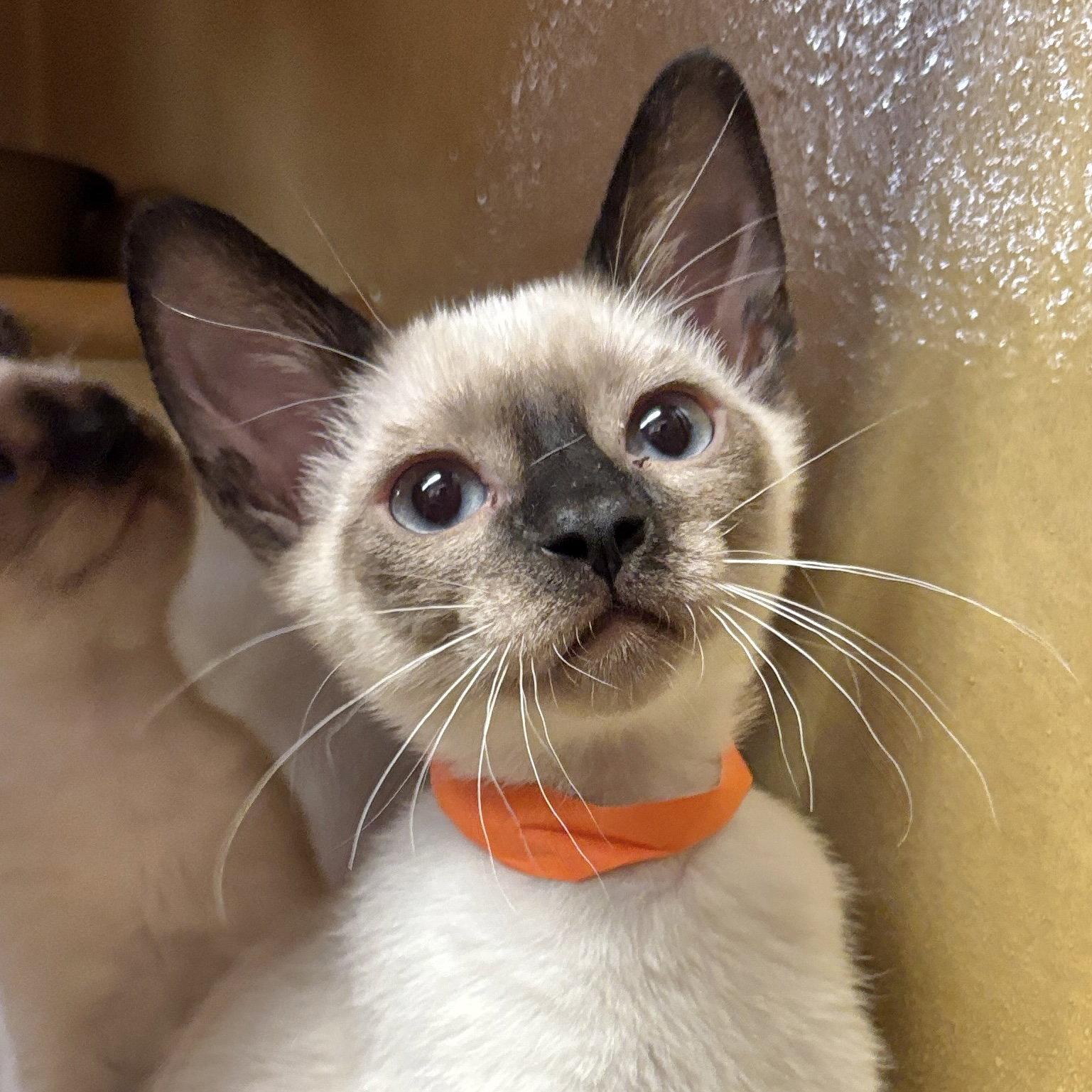 Enlarge Apollo, a Adoptable Siamese in Sonora, CA image 1/1