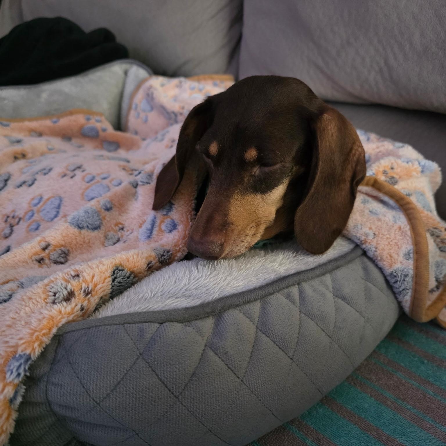 POPPY, an adopted Dachshund in Chicopee, MA image 2/5