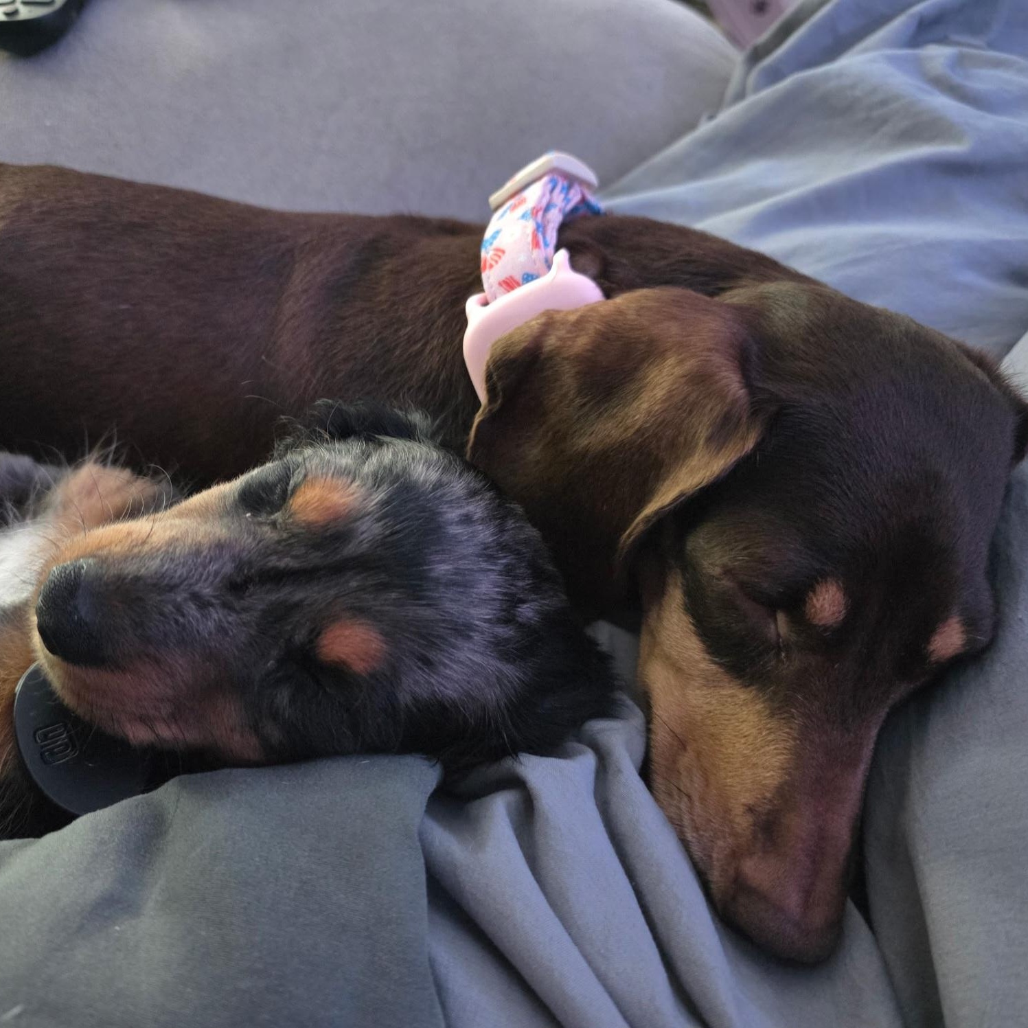 POPPY, an adopted Dachshund in Chicopee, MA image 3/5