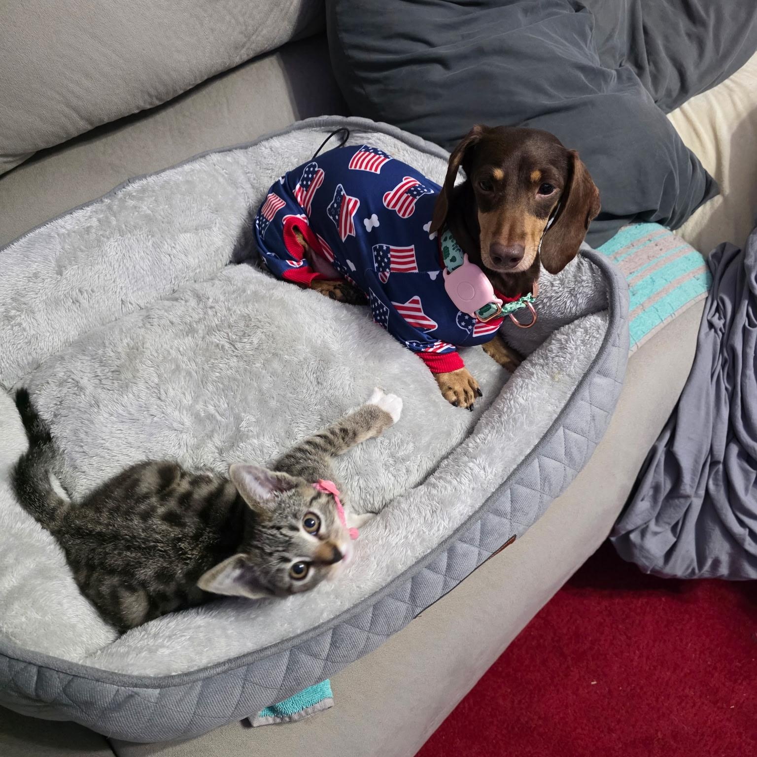 POPPY, adopted, Adult Female Dachshund.
