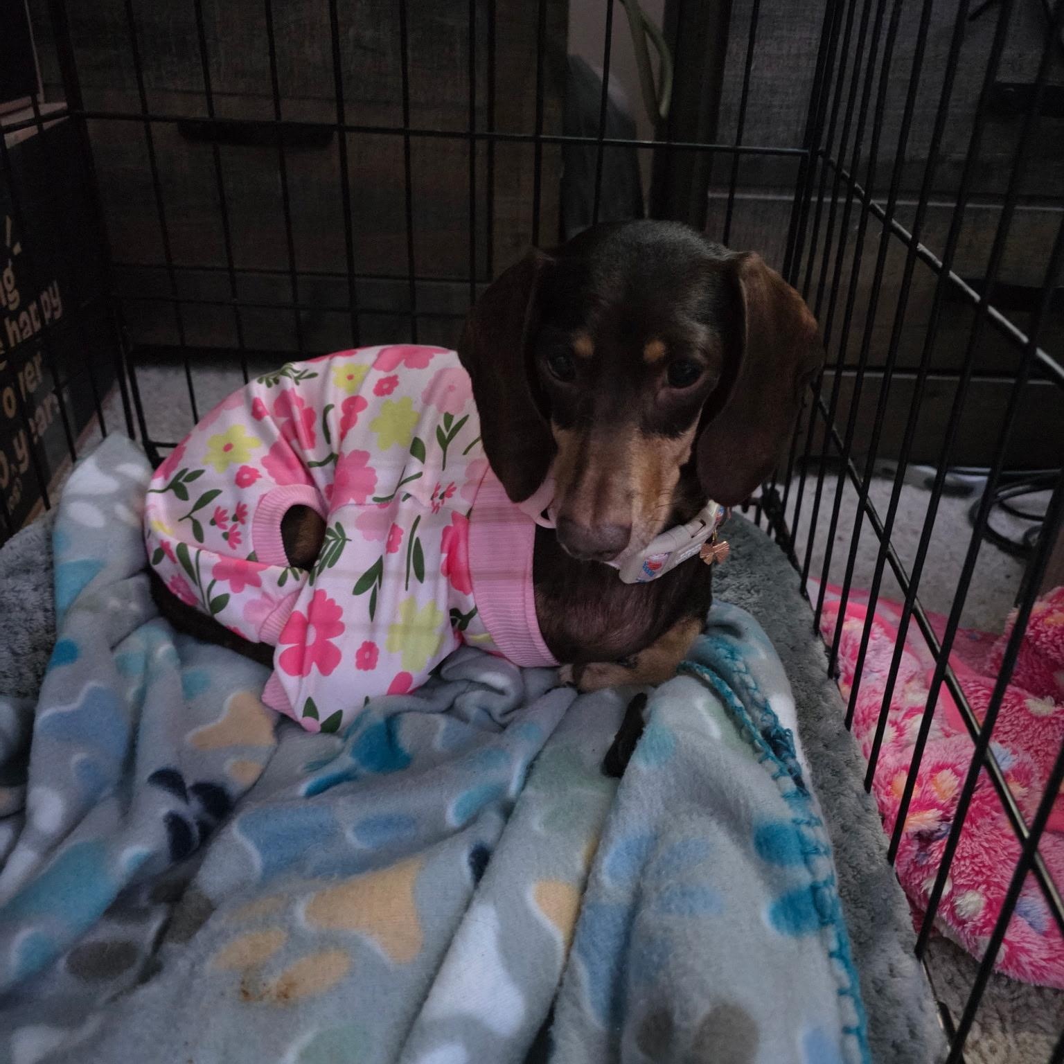 POPPY, an adopted Dachshund in Chicopee, MA image 5/5
