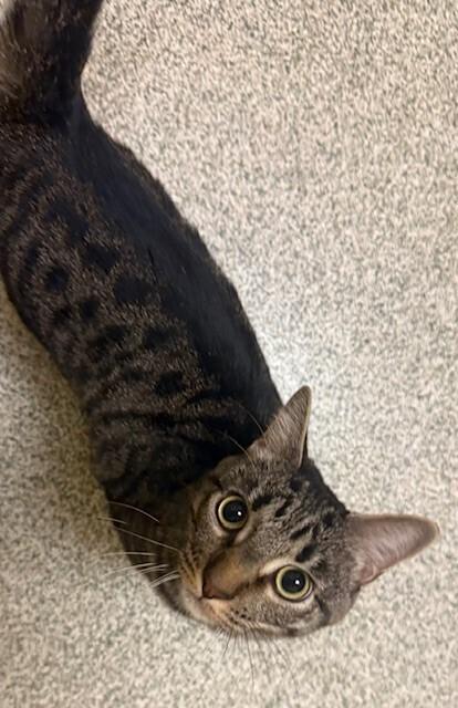 Enlarge Theo, a Adoptable Domestic Short Hair in Greenbelt, MD image 1/3