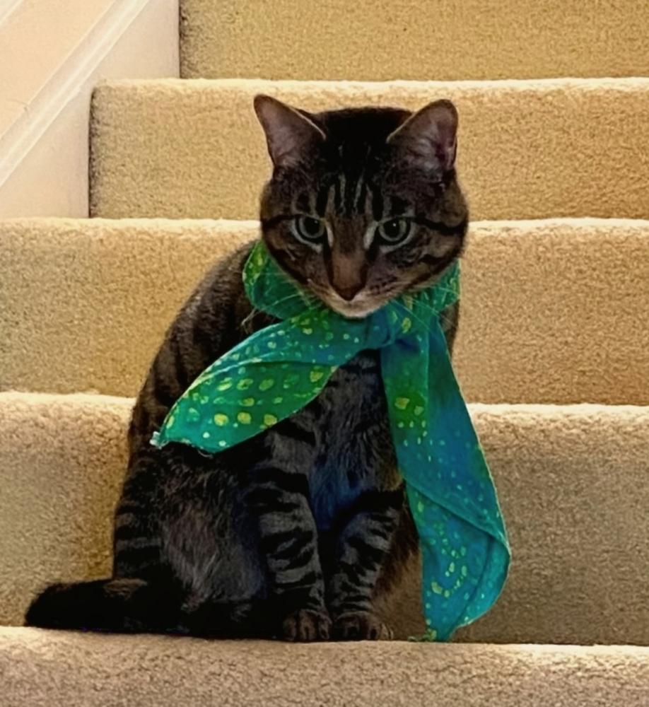 Enlarge Theo, a Adoptable Domestic Short Hair in Greenbelt, MD image 2/3