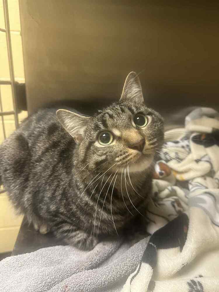 Enlarge Theo, a Adoptable Domestic Short Hair in Greenbelt, MD image 3/3