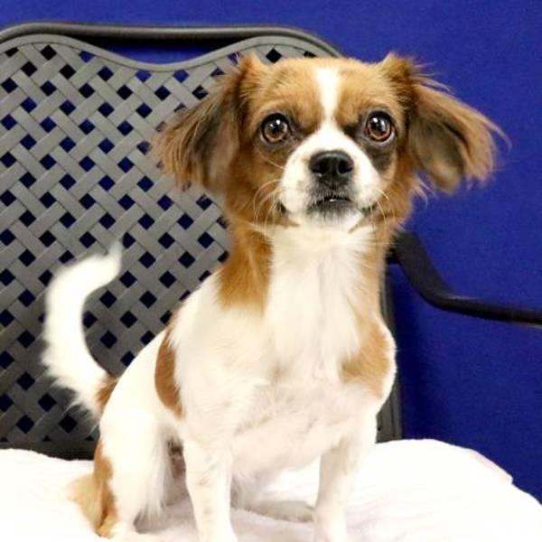 Enlarge Lilo, a Adoptable mixed breed in Midland, TX image 1/1