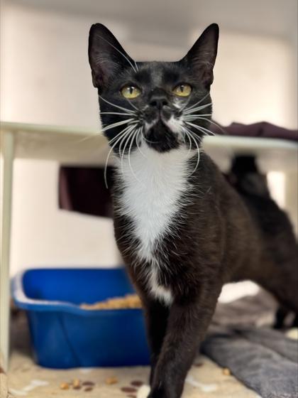 Malibu, Adoptable, Adult Female Domestic Short Hair & Domestic Short Hair.