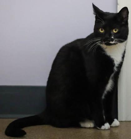 Malibu, Adoptable, Adult Female Domestic Short Hair & Domestic Short Hair.