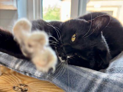 Malibu, Adoptable, Adult Female Domestic Short Hair & Domestic Short Hair.