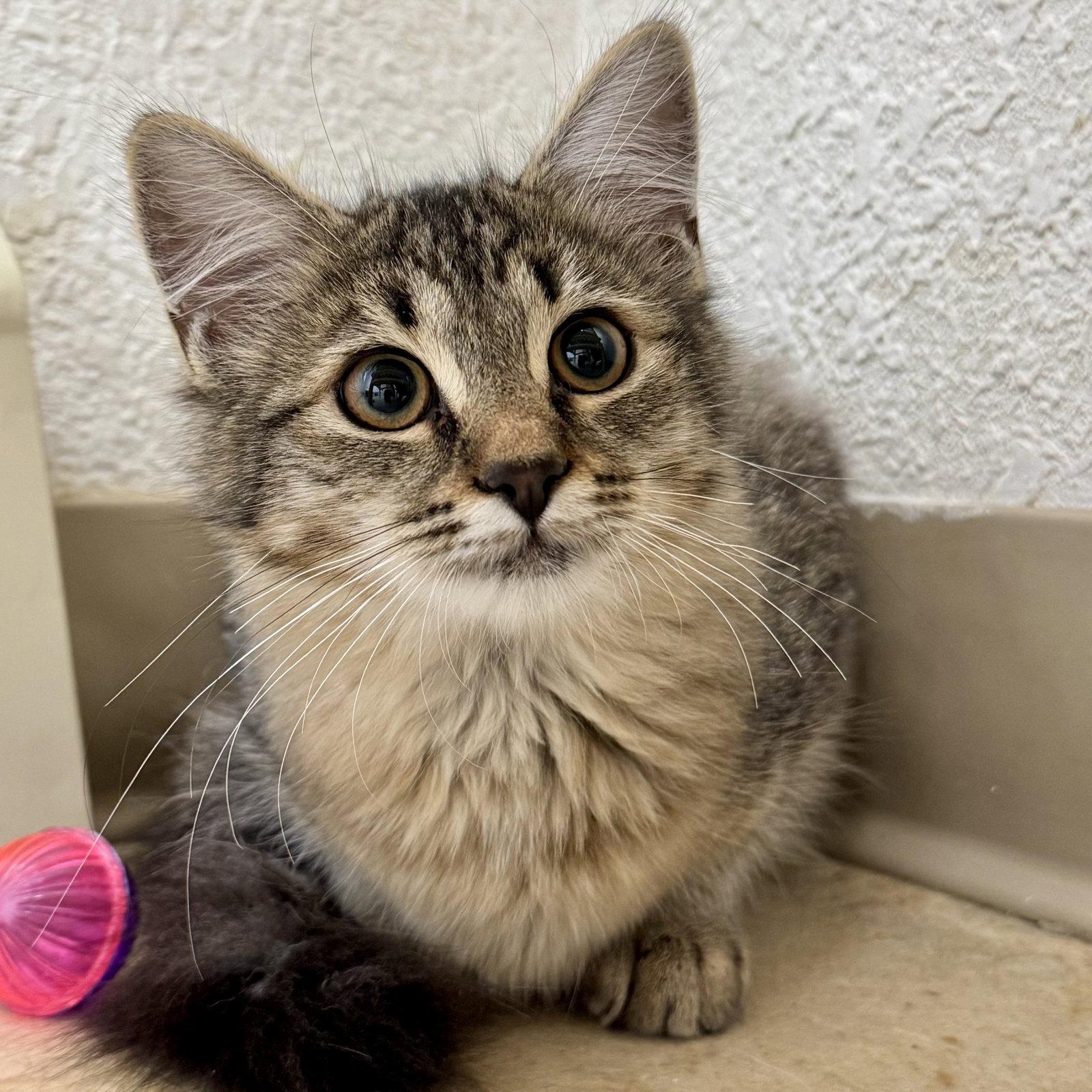 Mittens, Adoptable, Kitten Female Domestic Medium Hair.
