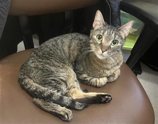 NAULA, Adoptable, Adult Female Domestic Short Hair.