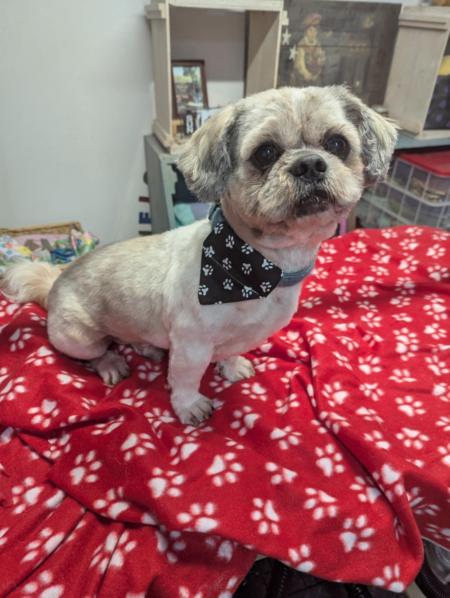 Willy-OS, Adopted, Adult Male Shih Tzu.