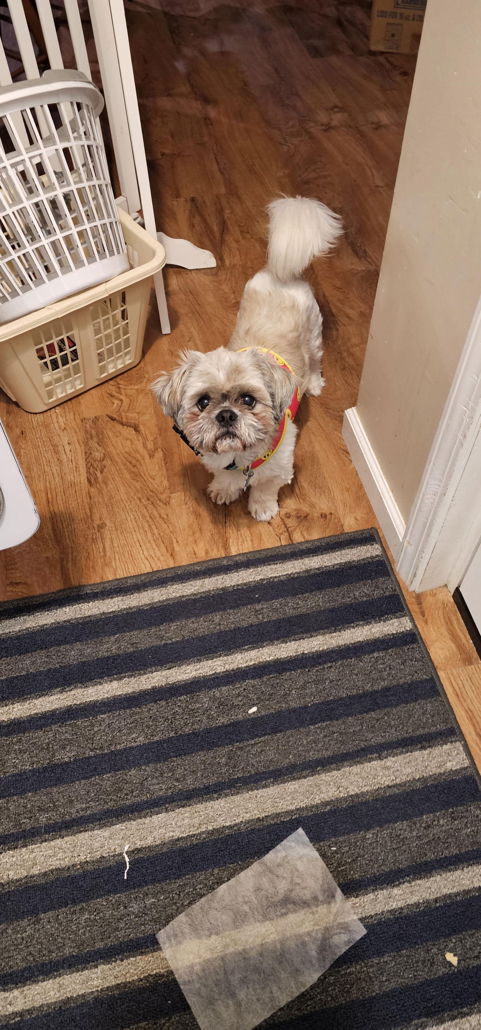 Enlarge Willy-OS, a Adopted Shih Tzu in Pataskala, OH image 2/2