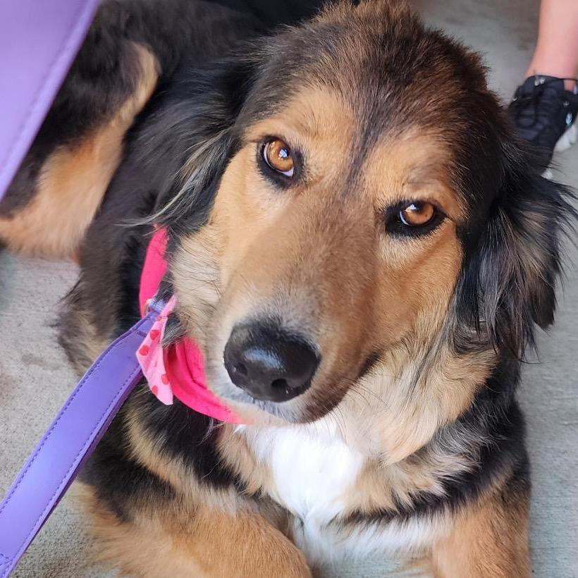 Enlarge Torta, a Adoptable mixed breed in Grapevine, TX image 1/6