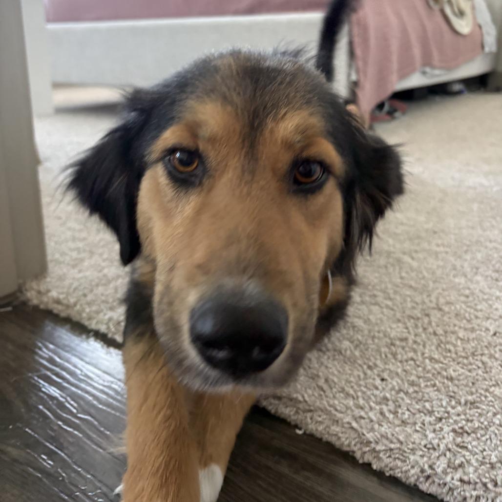 Torta, a Adoptable Mixed Breed in Grapevine, TX image 1/5