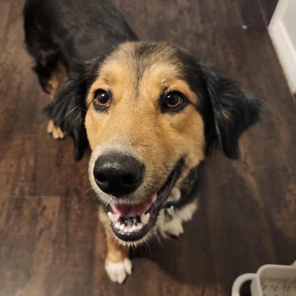 Torta, a Adoptable Mixed Breed in Grapevine, TX image 2/5