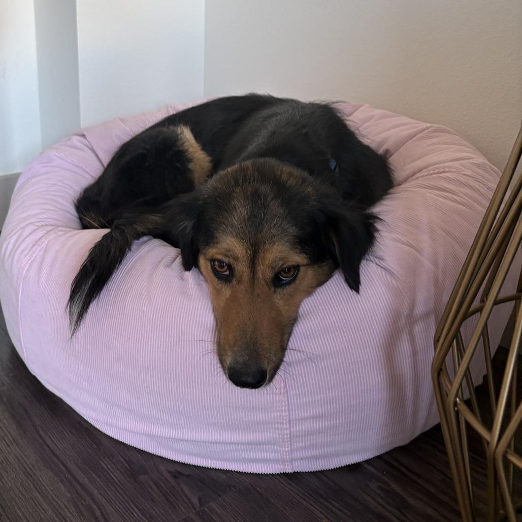 Torta, a Adoptable Mixed Breed in Grapevine, TX image 3/5