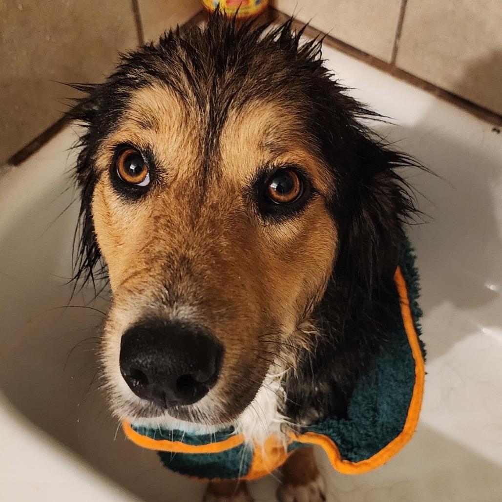 Torta, a Adoptable Mixed Breed in Grapevine, TX image 5/5