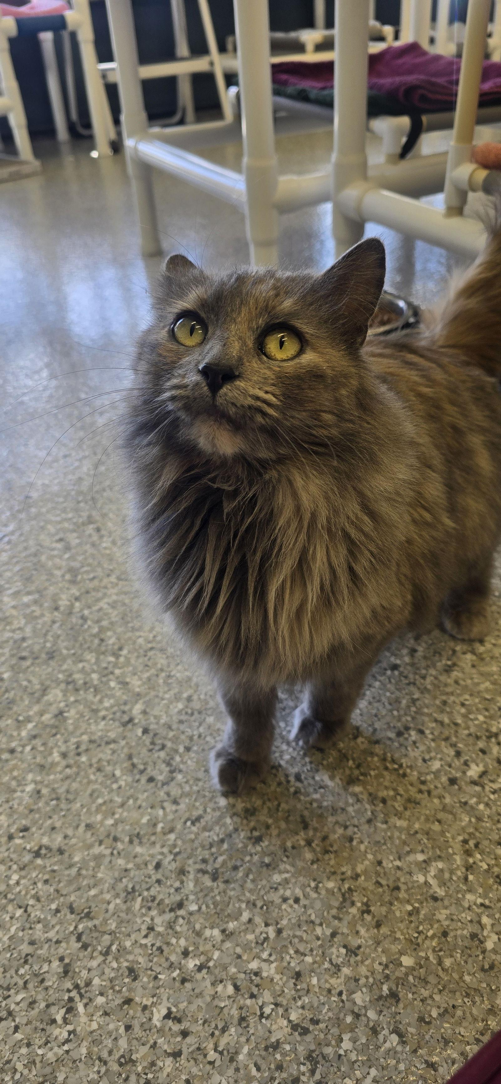 Lyra, Adopted, Adult Female Domestic Long Hair.