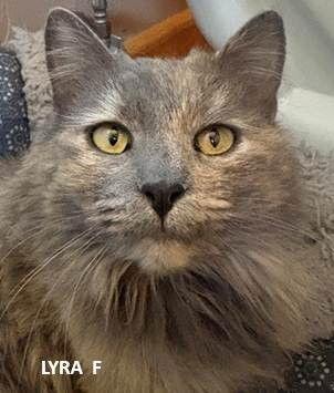 Enlarge Lyra, a Adopted Domestic Long Hair in Evergreen, CO image 2/2