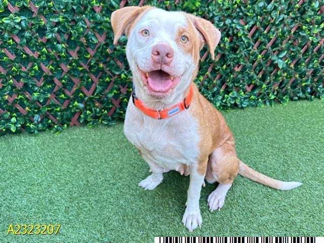 NICOLE, Adoptable, Adult Female Mixed Breed.