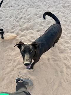 Mowgli, Adoptable, Young Male Labrador Retriever.