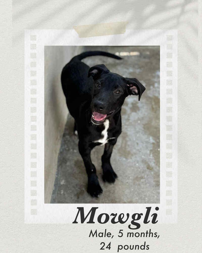 Enlarge Mowgli, a Adoptable mixed breed in Puerto Penasco, SON image 2/2
