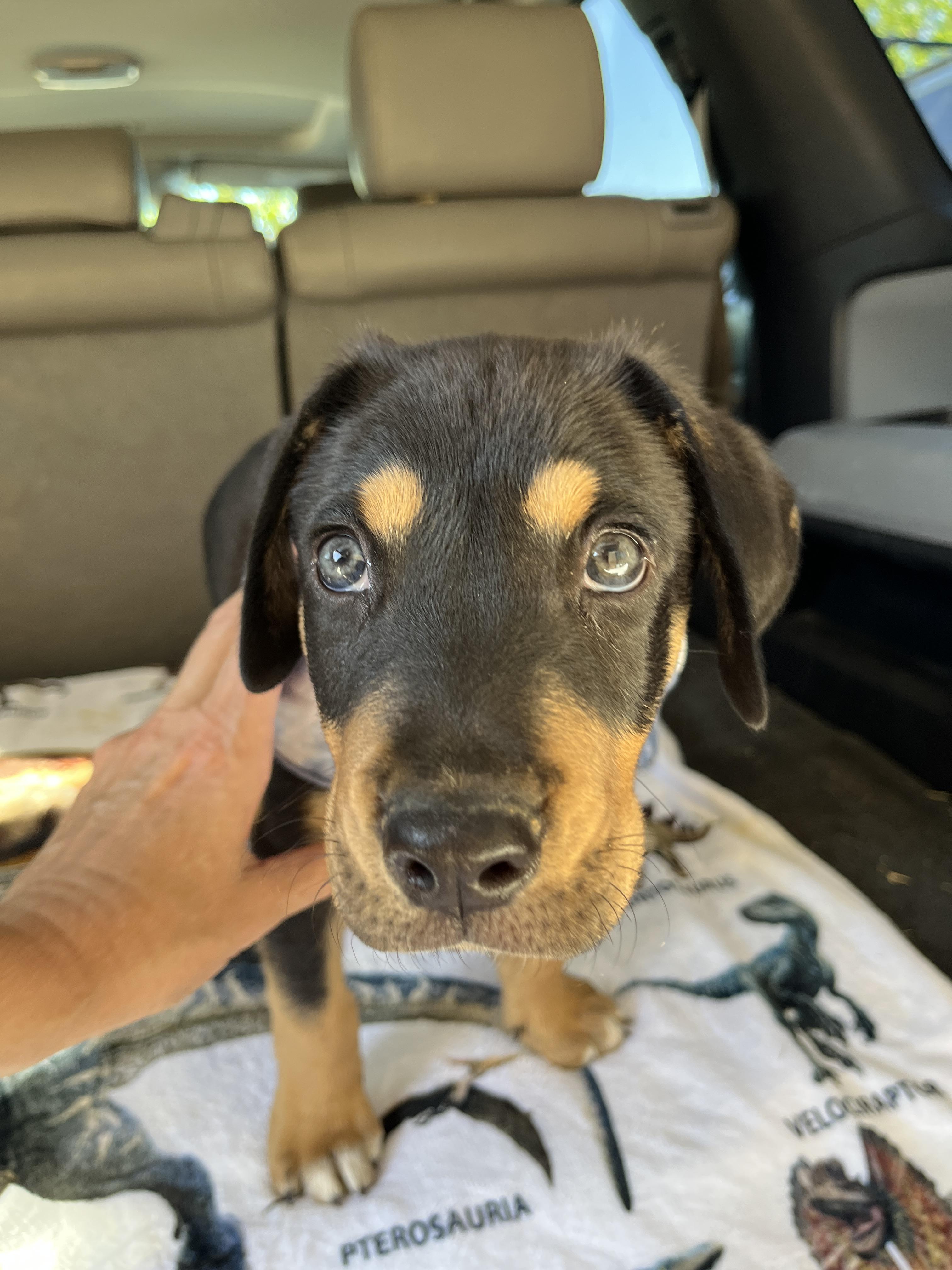 Enlarge Eminem, a Adoptable mixed breed in Temecula, CA image 5/5