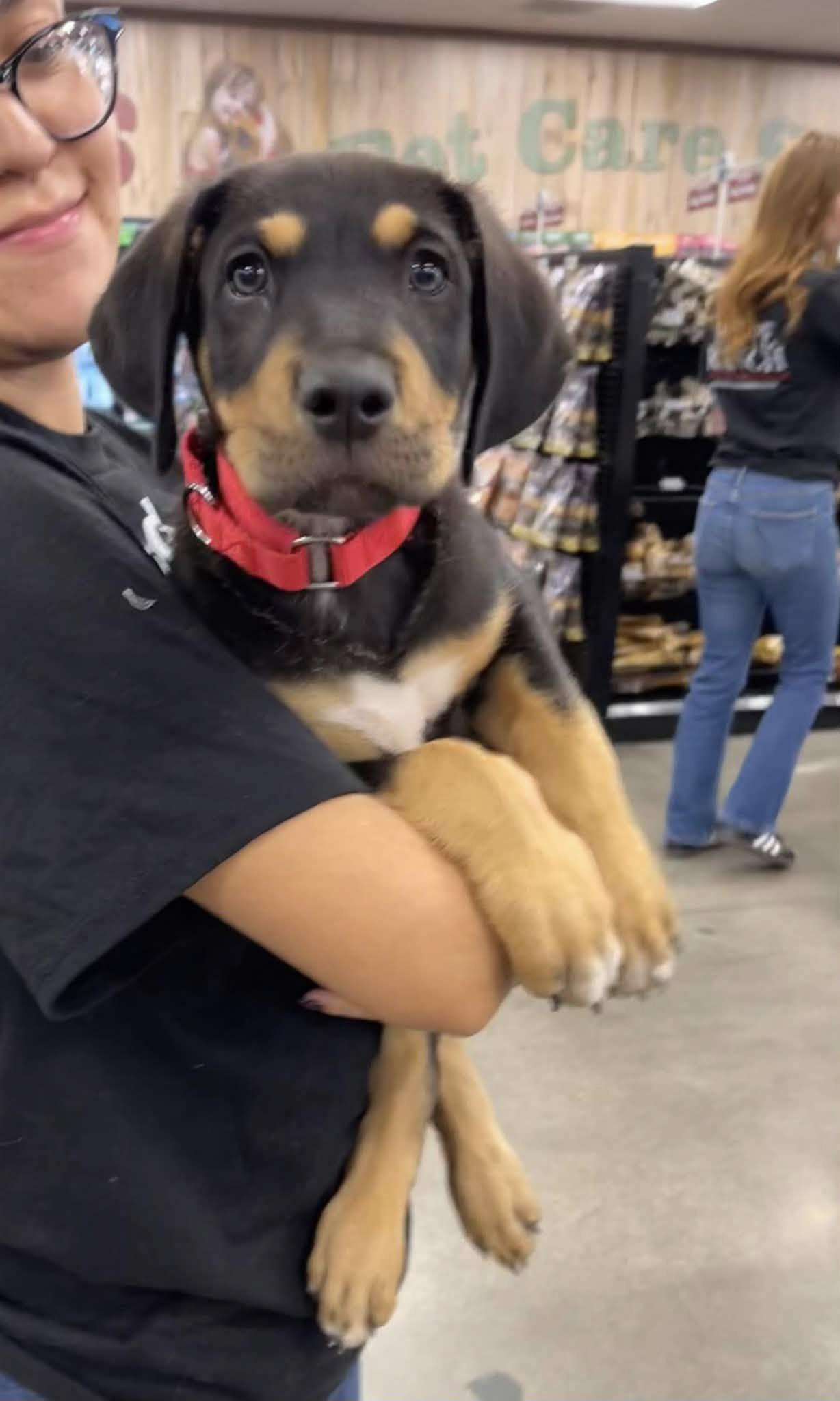 Enlarge Eminem, a Adoptable mixed breed in Temecula, CA image 3/5