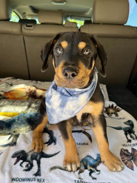 Enlarge Eminem, a Adoptable mixed breed in Temecula, CA image 1/5