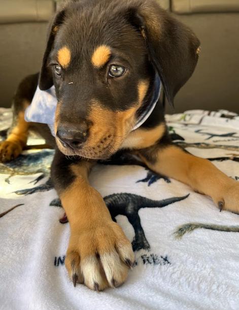 Enlarge Eminem, a Adoptable mixed breed in Temecula, CA image 4/5
