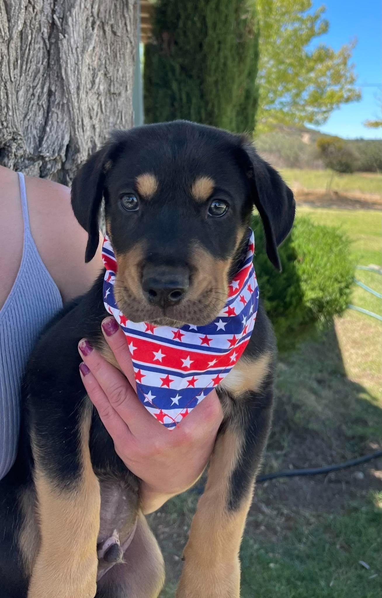 Enlarge Eminem, a Adoptable mixed breed in Temecula, CA image 2/5