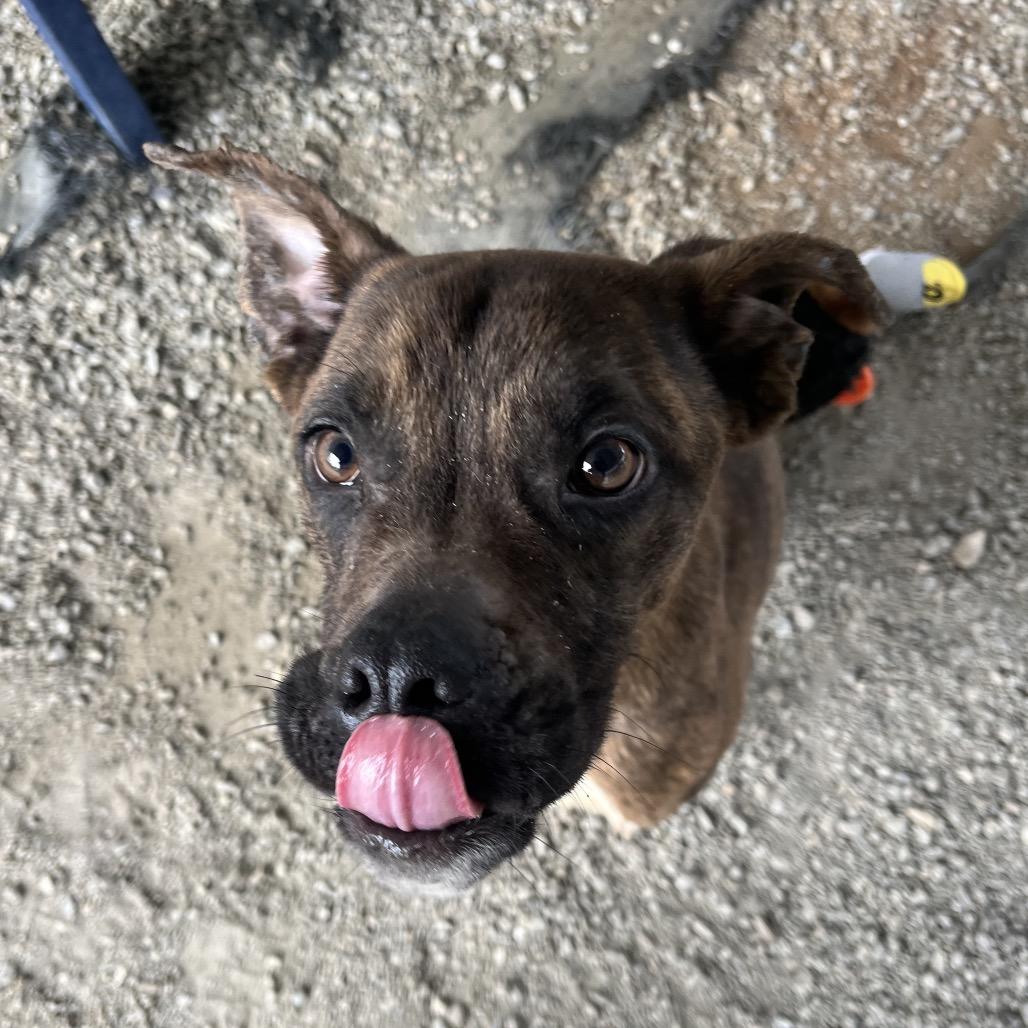 Enlarge Brodie odie, a Adoptable mixed breed in Greenville, SC image 1/6