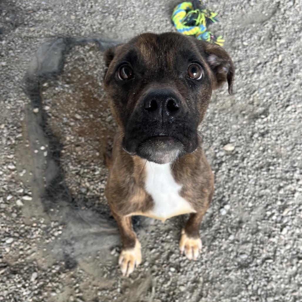 Enlarge Brodie odie, a Adoptable mixed breed in Greenville, SC image 2/6