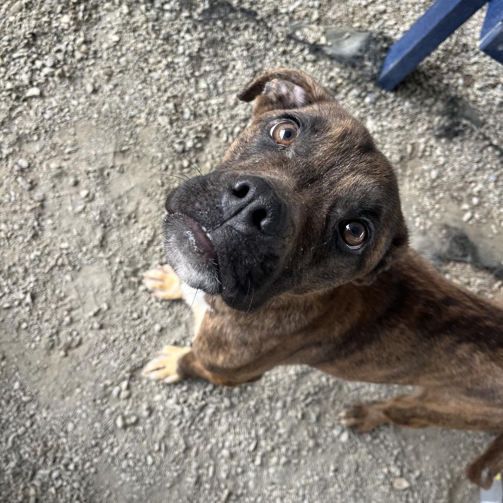 Enlarge Brodie odie, a Adoptable mixed breed in Greenville, SC image 3/6