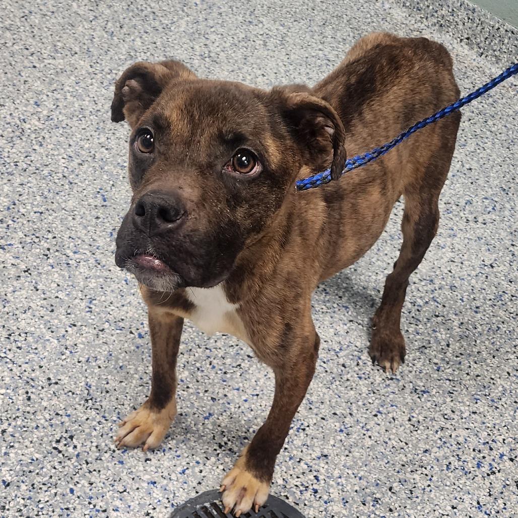 Enlarge Brodie odie, a Adoptable mixed breed in Greenville, SC image 4/6