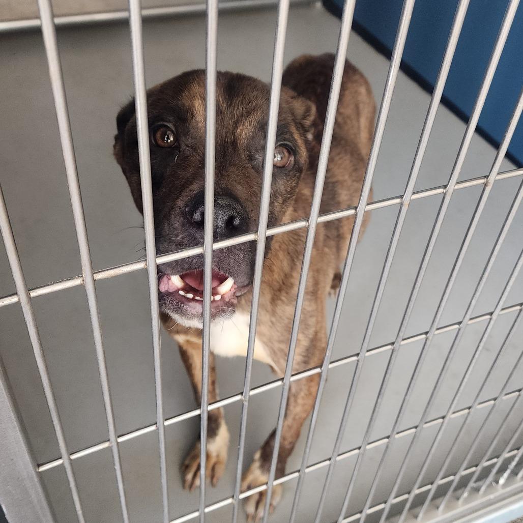 Enlarge Brodie odie, a Adoptable mixed breed in Greenville, SC image 5/6