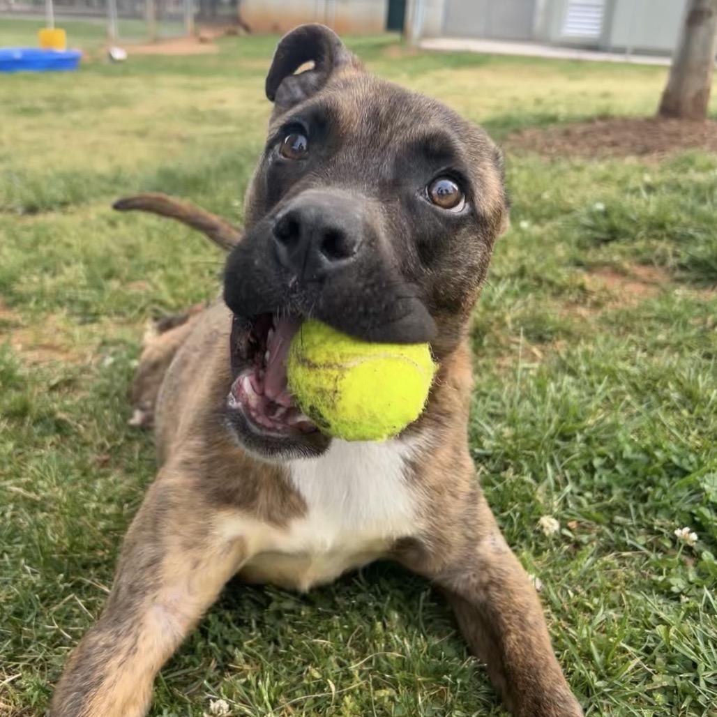 Enlarge Brodie odie, a Adoptable mixed breed in Greenville, SC image 6/6
